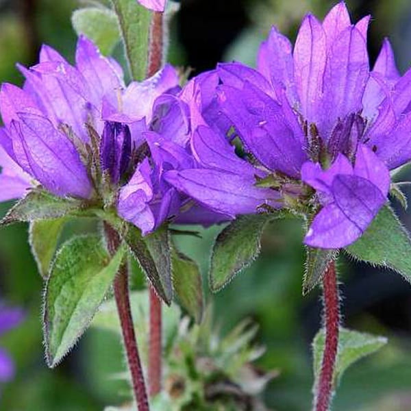 6 x campanule à bouquets - campanula glomerata 'superba' - godet 9x9 cm