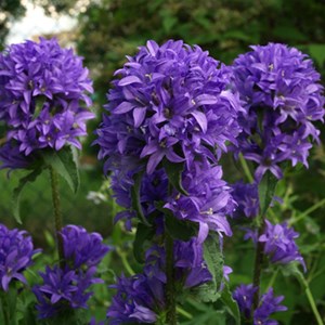 6 x campanule à bouquets  - campanula glomerata 'superba'  - godet 9x9 cm