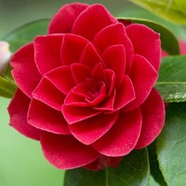Camélia rouge - camellia japonica  - 60-80 cm pot