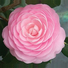 Camélia rose - camellia japonica  - 40-50 cm pot