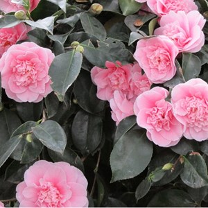 Camélia rose - camellia japonica  - 40-50 cm pot