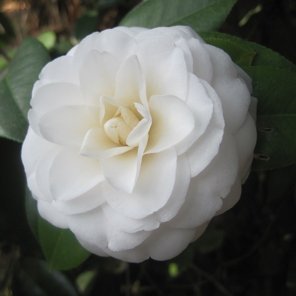 Camélia blanc - camellia japonica - 40-50 cm pot