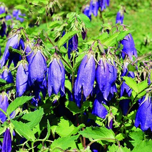 6 x campanule 'kent bell' - campanula 'kent belle'  - godet 9x9 cm