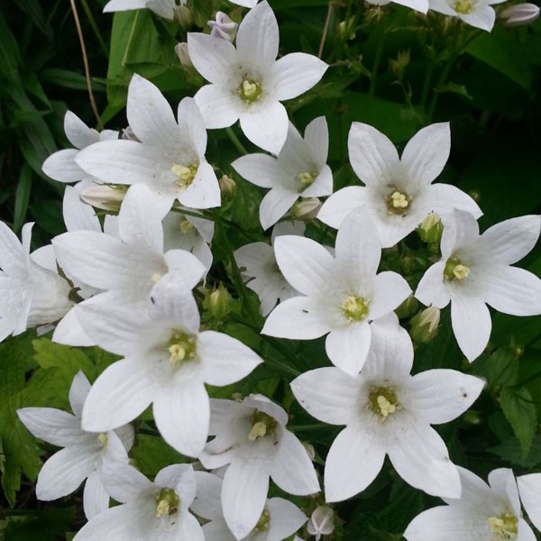 Arborix - 6 x campanule à fleurs laiteuses  - campanula lactiflora 'alba'  - godet 9x9 cm