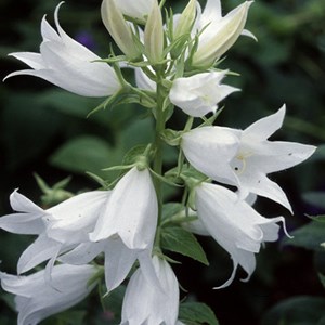 6 x campanule à fleurs laiteuses  - campanula lactiflora 'alba'  - godet 9x9 cm