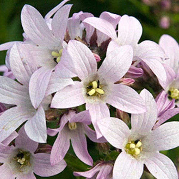 Arborix - 6 x campanule à fleurs laiteuses - campanula lactiflora 'loddon anna' - godet