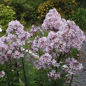6 x campanule à fleurs laiteuses - campanula lactiflora 'loddon anna' - godet