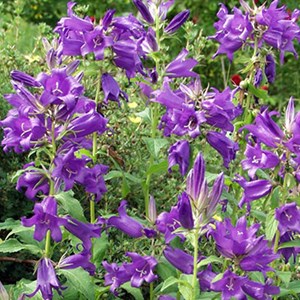 6 x campanule à feuilles larges - campanula latifolia 'macrantha' - godet 9x9
