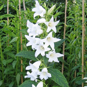 6 x campanule à feuilles larges  - campanula latifolia 'alba'  - godet 9x9 cm