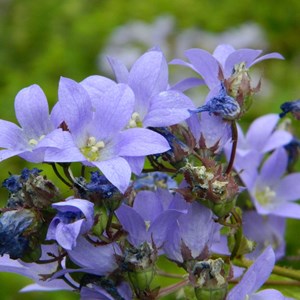 6 x campanule à fleurs laiteuses - campanula lactiflora 'pouffe' - godet 9x9 cm