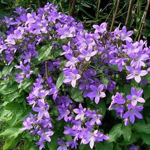 6 x campanule à fleurs laiteuses - campanula lactiflora 'pouffe' - godet 9x9 cm