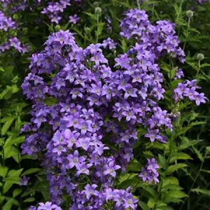 6 x campanule à fleurs laiteuses - campanula lactiflora 'prichard's variety' -