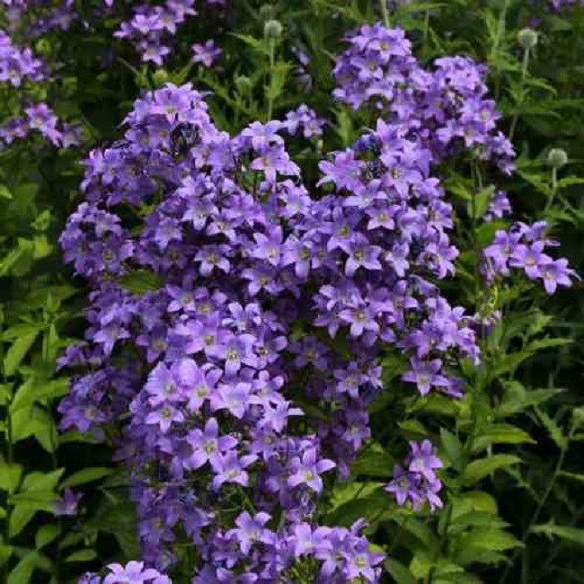 Arborix - 6 x campanule à fleurs laiteuses - campanula lactiflora 'prichard's variety' -
