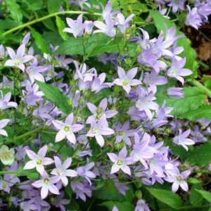 6 x campanule à fleurs laiteuses - campanula lactiflora 'prichard's variety' -