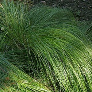 6 x laîche japonaise - carex morrowii  - godet 9x9 cm