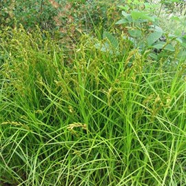 6 x laîche palmée - carex muskingumensis  - godet 9x9 cm