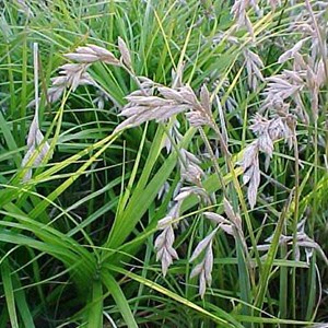 6 x laîche palmée - carex muskingumensis  - godet 9x9 cm