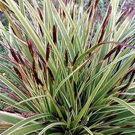 6 x laîche panaché  - carex morrowii 'variegata'  - godet 9x9 cm
