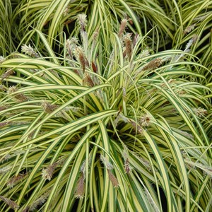 6 x laîche panaché  - carex morrowii 'variegata'  - godet 9x9 cm