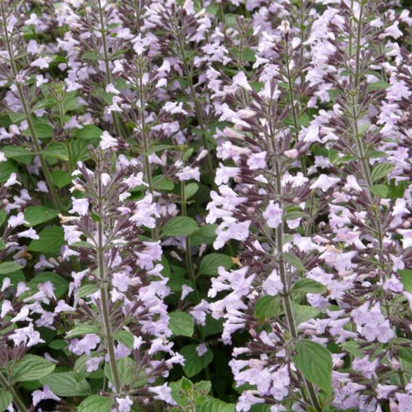 6 x petit calament - calamintha nepeta 'blue cloud' - godet 9x9 cm