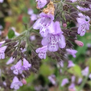 6 x petit calament  - calamintha nepeta 'blue cloud'  - godet 9x9 cm