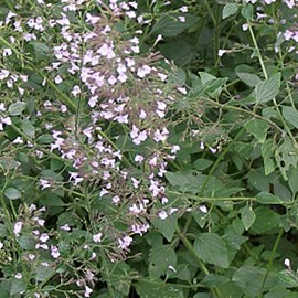 6 x petit calament - calamintha nepeta nepeta  - godet 9x9 cm
