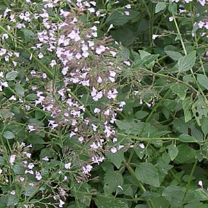 6 x petit calament - calamintha nepeta nepeta  - godet 9x9 cm