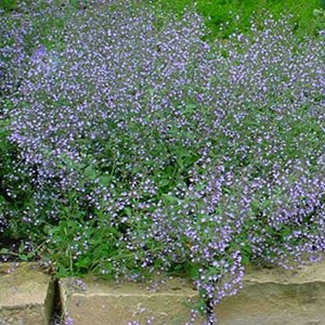 6 x petit calament - calamintha nepeta nepeta  - godet 9x9 cm