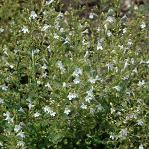 6 x petit calament  - calamintha nepeta 'white cloud'  - godet 9x9 cm