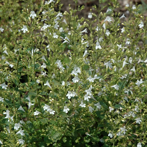 6 x petit calament - calamintha nepeta 'white cloud' - godet 9x9 cm