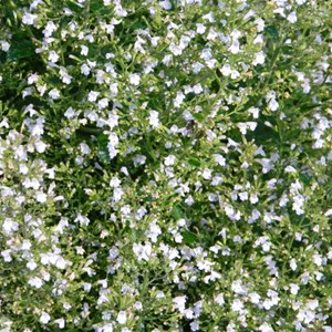 6 x petit calament  - calamintha nepeta 'white cloud'  - godet 9x9 cm