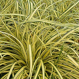 6 x laîche panaché  - carex oshimensis 'evergold'  - godet 9x9 cm