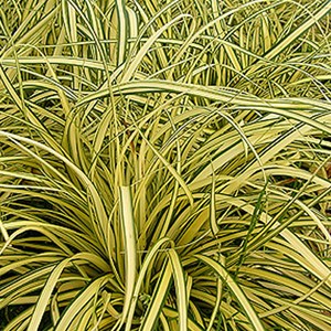 6 x laîche panaché  - carex oshimensis 'evergold'  - godet 9x9 cm