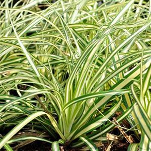 6 x laîche panaché  - carex oshimensis 'evergold'  - godet 9x9 cm