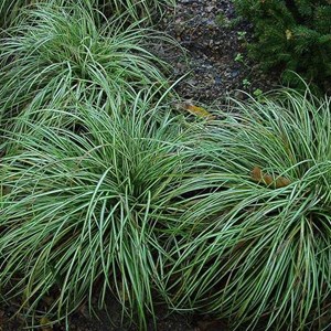 6 x laîche panaché  - carex ornithopoda 'variegata'  - godet 9x9 cm