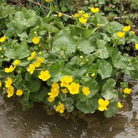 6 x caltha des marais - caltha palustris  - godet 9x9 cm