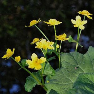 6 x caltha des marais - caltha palustris  - godet 9x9 cm