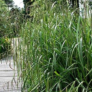 6 x laîche pendante - carex pendula  - godet 9x9 cm