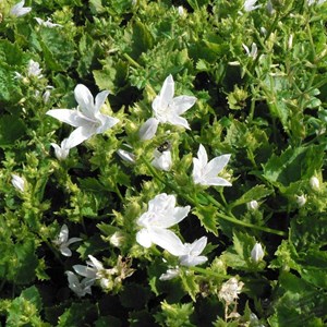 6 x campanule des murets - campanula poscharskyana 'e.h. Frost' - godet 9x9 cm