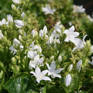 6 x campanule des murets - campanula poscharskyana 'e.h. Frost' - godet 9x9 cm