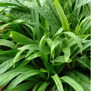 6 x laîche à feuilles de plantain - carex plantaginea  - godet 9x9 cm