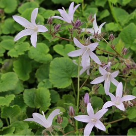 6 x campanule des murets - campanula poscharskyana 'lisduggan'  - godet 9x9 cm