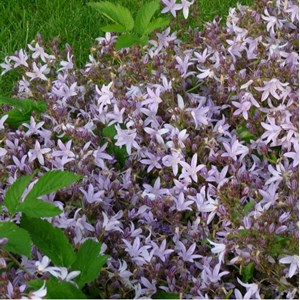 6 x campanule des murets - campanula poscharskyana 'lisduggan'  - godet 9x9 cm