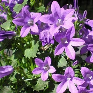 6 x campanule des murailles - campanula portenschlagiana  - godet 9x9 cm