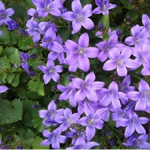 6 x campanule des murailles - campanula portenschlagiana  - godet 9x9 cm
