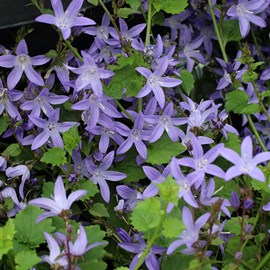 6 x campanule des murets - campanula poscharskyana  - godet 9x9 cm
