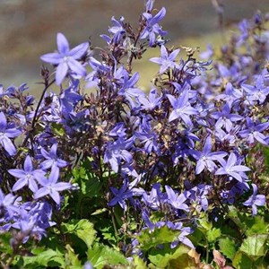 6 x campanule des murets - campanula poscharskyana  - godet 9x9 cm