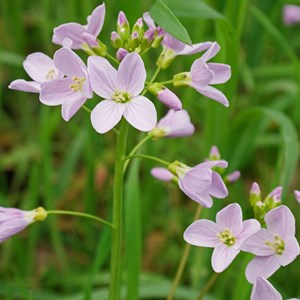 6 x cardamines des près, cresson des près, cressonnette - cardamine pratensis -