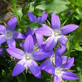 6 x campanule des murets  - campanula poscharskyana 'stella'  - godet 9x9 cm
