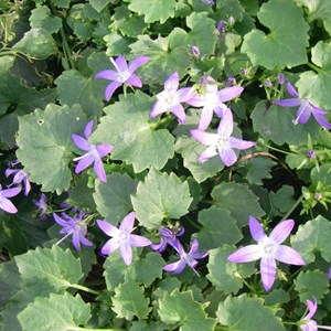 6 x campanule des murets  - campanula poscharskyana 'stella'  - godet 9x9 cm